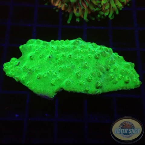 Turbinaria spp. „Toxic“ WYSIWYG