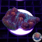 Mycedium spp. „Darth Lord“ WYSIWYG