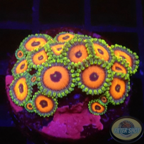 Krustenanemonen „Watermelon“ 🍉 WYSIWYG