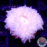 Phymanthus spp. „White Widow“ WYSIWYG