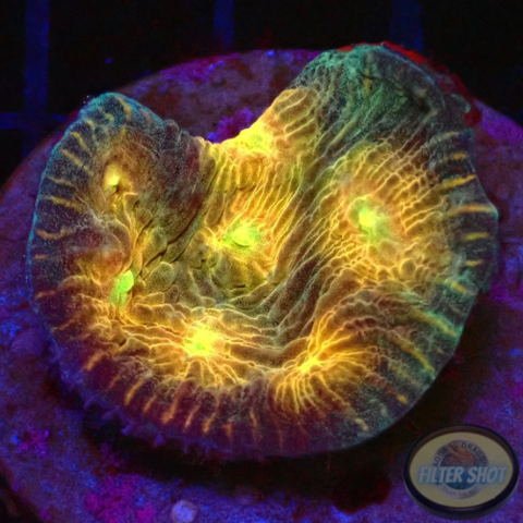 Echinophyllia spp. „Stargate“ WYSIWYG „AD Special