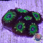 Krustenanemonen „Brazil“ 🇧🇷