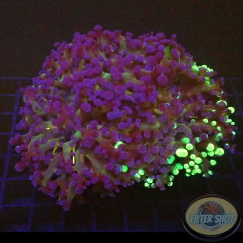 Euphyllia paradivisa “Grafted” WYSIWYG “AD Special”