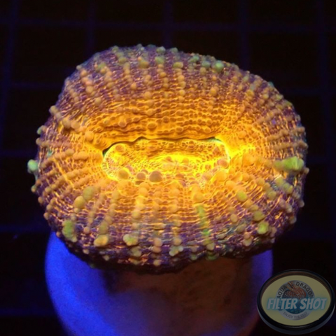 Lobophyllia spp. „Golden Pumpkin“