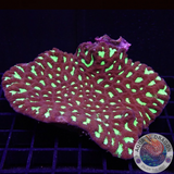 Favia spp. „Toxic Spider“ WYSIWYG „AD Special“