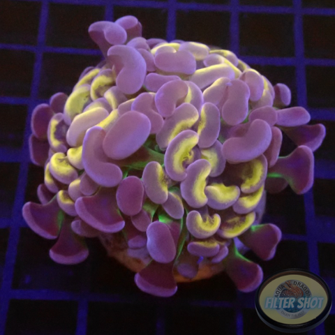 Euphyllia baliensis „Mystic“ AD Special