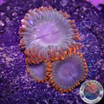 Krustenanemonen „Afro Circus“ AD Special