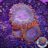 Krustenanemonen „Afro Circus“ AD Special