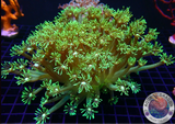 Goniopora spp. „White Heart“ WYSIWYG