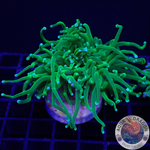 Euphyllia glabrescens „Grinch“ WYSIWYG