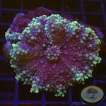 Ricordea yuma “Deep Purple” WYSIWYG “AD Special”