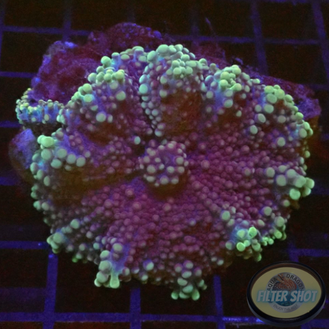 Ricordea yuma “Deep Purple” WYSIWYG “AD Special”