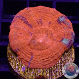 Homophyllia australis „Warpaint“ WYSIWYG