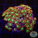 Krustenanemonen „Chemical Romance“ WYSIWYG „AD Special“