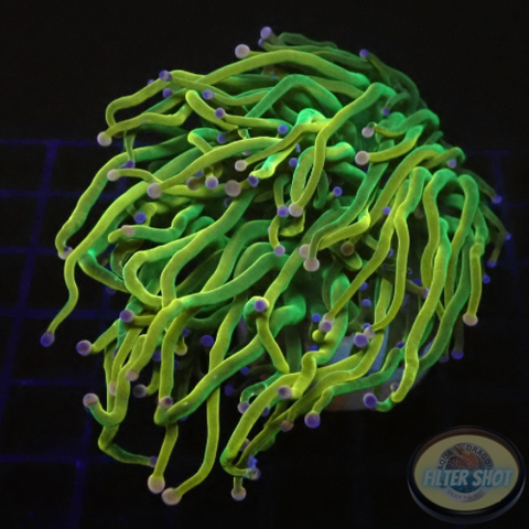 Euphyllia glabrescens „USA HG Bicolor Tip“