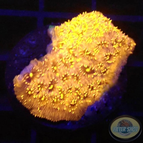 Pavona spp. „24K“ WYSIWYG