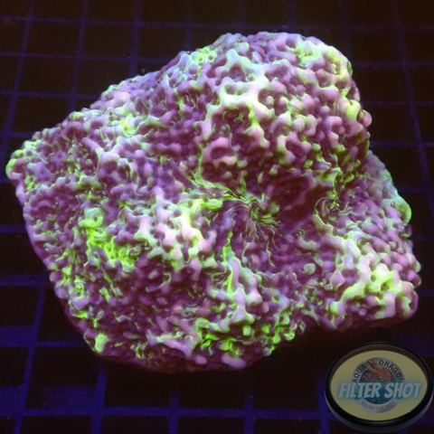 Montipora spp. „Jelly Splatter“ WYSIWYG „AD Special“