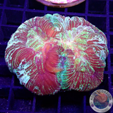 Trachyphyllia spp. „Trinity“ WYSIWYG