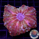 Cynarina lacrymalis „Passion“ WYSIWYG