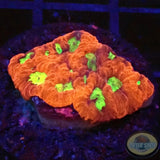 Favia spp. „Intense“ AD Special