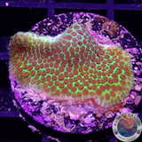 Porites spp. „Grinch“