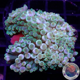 Entacmaea quadricolor WYSIWYG