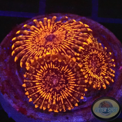 Krustenanemonen „Nightmare“ WYSIWYG