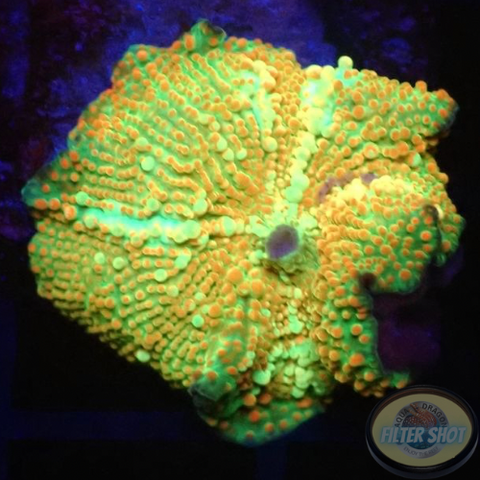 Discosoma spp. „Icy Road“ WYSIWYG „AD Special“
