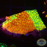 Montipora spp. „Sunfire Grafted“ WYSIWYG