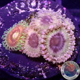 Krustenanemonen „Rainbow Walker“ WYSIWYG „AD Special“