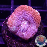 Homophyllia bowerbanki „Sicario“ WYSIWYG