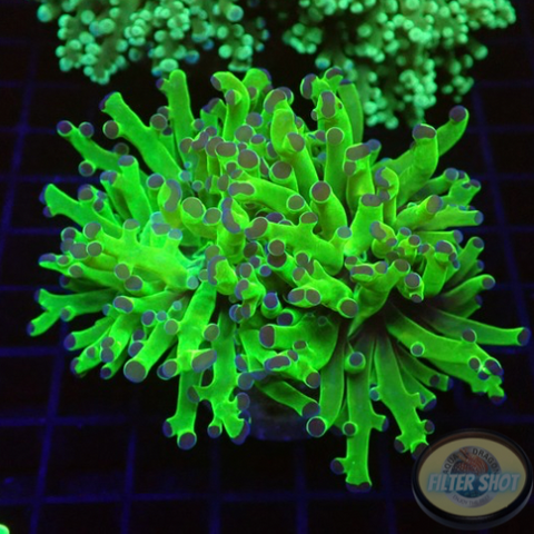 Euphyllia paradivisa “Diva” WYSIWYG