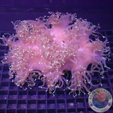 Catalaphyllia jardinei „Medusa“ WYSIWYG