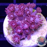 Goniopora spp. „Rose Velvet“ AD Special