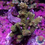 Acropora millepora „Gold Horn“ WYSIWYG „AD Special“