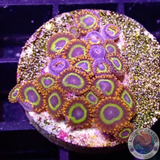Krustenanemonen „Fruit Loops“