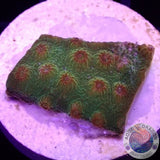 Cyphastrea spp. „Banana“ AD Special