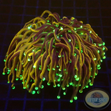 Euphyllia glabrescens „Hellfire“ WYSIWYG
