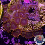 Krustenanemonen „Rainbow Hornet“ WYSIWYG