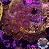 Krustenanemonen „Rainbow Hornet“ WYSIWYG