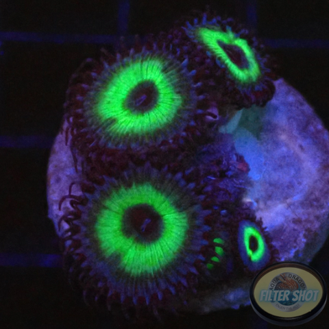 Krustenanemonen „Mind Blowing“