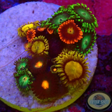 Krustenanemonen „Mixi Daisy“ WYSIWYG