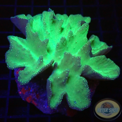Sinularia brassica „Toxic“ WYSIWYG