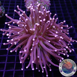Euphyllia cristata „Triple Joker“ WYSIWYG