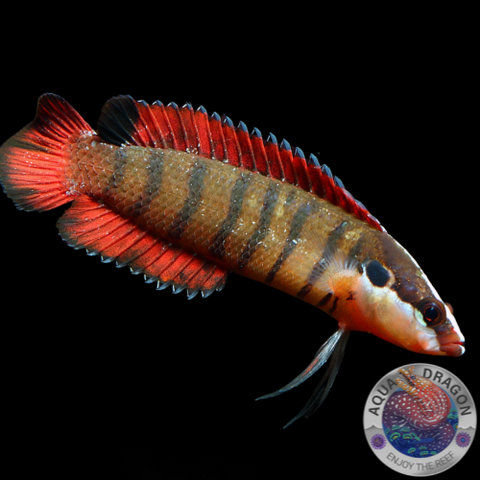 Belonepterygion fasciolatum „Stachelrückenbarsch“