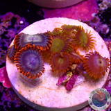 Krustenanemonen „Afro King Fire“ WYSIWYG