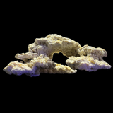 The Polyp Pros Reef Scape #9
