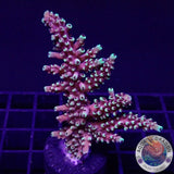 Acropora natalensis 🐉 “Dragon Breath” WYSIWYG “AD Special”