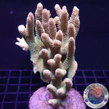 Acropora millepora „Peaches & Green“ WYSIWYG „AD Special“