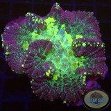 Rhodactis spp. „Crystal P.“ WYSIWYG „AD Special“